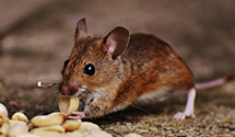 24 Hour & Emergency Exterminators in Womac, IL